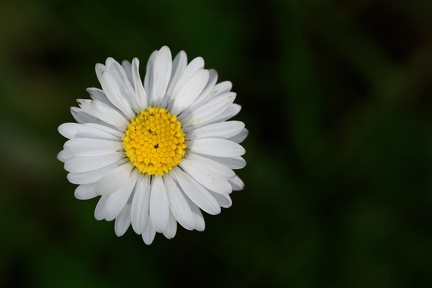 Fleurs