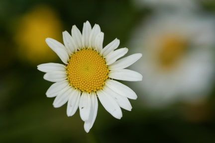 Fleurs