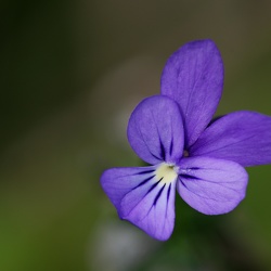 Macro et proxi
