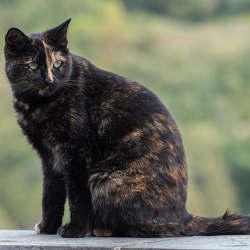 Animaux (mammifères, oiseaux...)