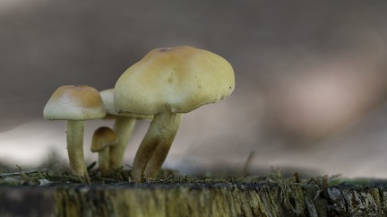 Champignon