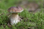 Champignon