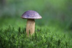 Champignon