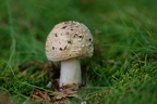 Champignon