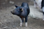 Près de Bocognano, cochon Corse (2A)
