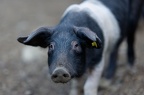 Près de Bocognano, cochon Corse (2A)